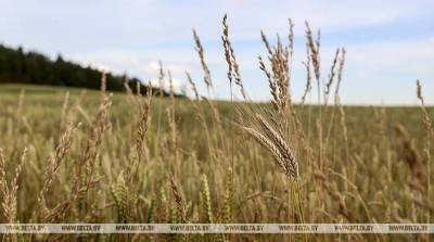Житель Могилевского района украл более 600 кг пшеницы - belta.by - Белоруссия - район Могилевский