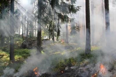 В Карелии площадь лесных пожаров превысила 10 тысяч гектаров