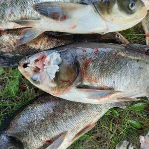 Возле ДнепроГЭС зафиксировали массовую гибель рыбы. Фото