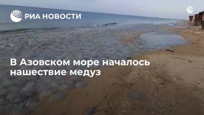 Биолог Саяпин: большое количество медуз появилось в прибрежной зоне Азовского моря из-за жары