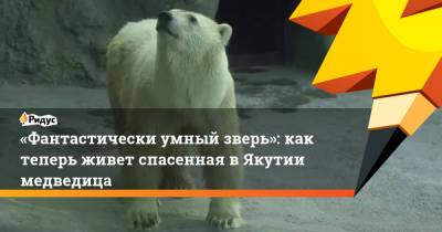 «Фантастически умный зверь»: как теперь живет спасенная в Якутии медведица