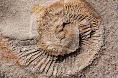 В Чехии ученые обнаружили окаменелость трилобита, получившего травмы в схватке с ракоскорпионом
