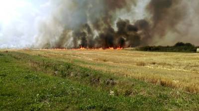 Неизвестные в Подмосковье сожгли пшеничное поле раменского фермера