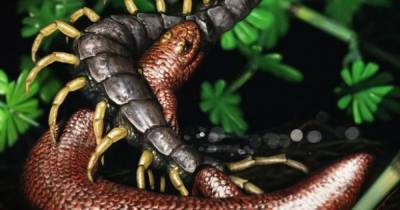 Мировой змей. Найден новый вид рептилий, живших на Земле 310 млн лет назад