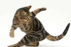 Как определить настроение кошки по ее хвосту