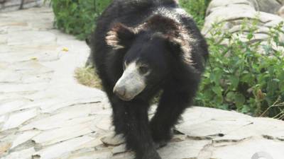 Выживший: на Аляске спасли атакованного медведем мужчину
