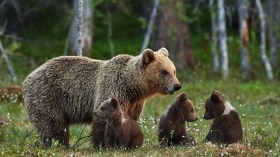 В Башкирии медвежата пришли на горнолыжный курорт