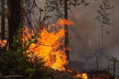 Площадь горящих карельских лесов за сутки увеличилась на 1500 га