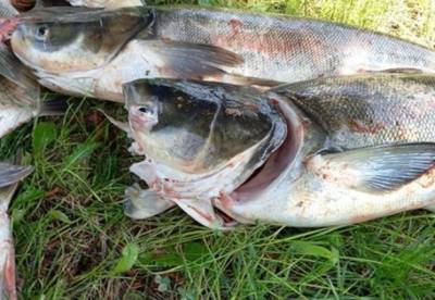 У плотины ДнепроГЭС массово погибла рыба