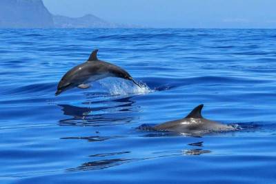 Всемирный неофициальный праздник День дельфинов отмечают 23 июля 2021 года