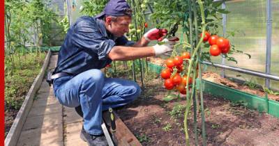 Подкармливаем и поливаем: как ухаживать за томатами в августе