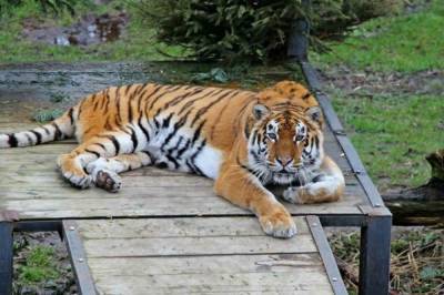 В Хабаровском крае тигр загрыз собаку