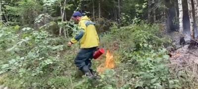 Встречный огонь используют в борьбе с лесными пожарами в Карелии (ВИДЕО)