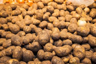 Как волгоградским дачникам защитить картошку от болезней