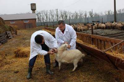 В Костромской области расширена зона карантина по овечьей оспе
