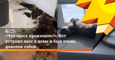 «Что здесь произошло?»: кот устроил хаос в доме и был очень доволен собой