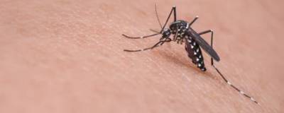 Аллерголог Максимова рассказала, когда после укуса комара следует обратиться к врачу