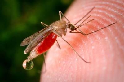 Врач Анна Максимова рассказала об опасности укусов комаров