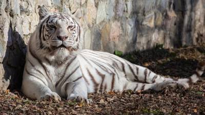 Полосатая Зая: в Новосибирске бенгальская тигрица отмечает день рождения