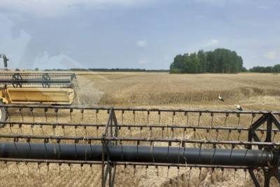 Псковские сельхозпроизводители приступили к уборке зерновых