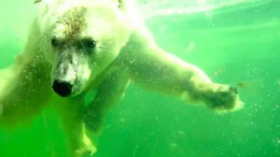 Видео из Сети. Спасенная в Якутии белая медведица демонстрирует успехи в плавании