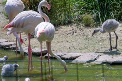 В Ростовском зоопарке впервые за десять лет родились четыре розовых фламинго