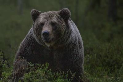 На Аляске мужчина неделю отстреливался от нападавшего медведя