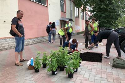 Новгородцы заполнили пустующие квадраты на Федоровском ручье красивыми растениями