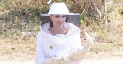 Анджелина Джоли в Провансе: актриса появилась на публике в костюме пасечника
