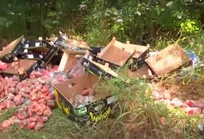 Десятки ящиков с фруктами выбросили гнить под палящим солнцем, видео: "Запах стоит сильный"