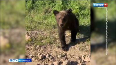 Из-за нашествия медведей в части Хабаровского края ввели лицензии на отстрел хищников