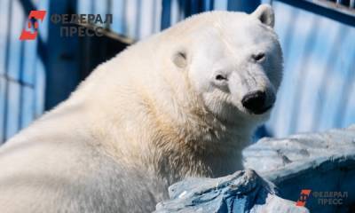 В екатеринбургском зоопарке в 2022 году поселится белая медведица Хатанга