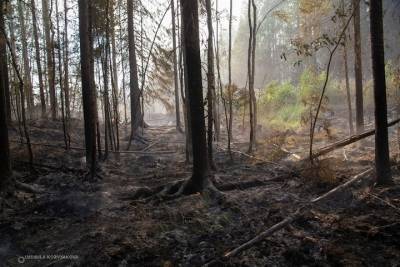 Дожди уменьшили площадь лесных пожаров в Карелии