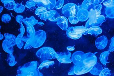 Берег Азовского моря атакуют огромные медузы