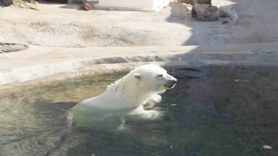 В Московском зоопарке рассказали о спасенной медведице из Якутии