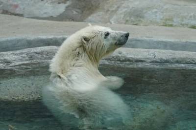 Белая медведица Хатанга переедет из Московского зоопарка в Екатеринбург