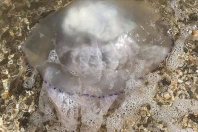 Ядовитые медузы заполонили Азовское море