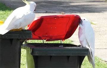 Австралийские попугаи научились действовать сообща