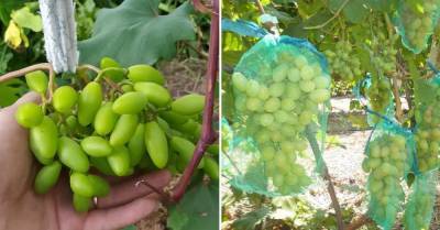 Что сделать с виноградом в июле, чтобы осенью собрать высокий урожай