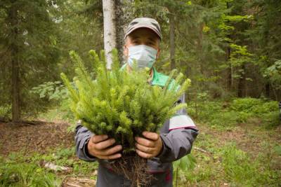 Побили рекорд: «Башнефть» провела самое масштабное озеленение на территории Башкирии