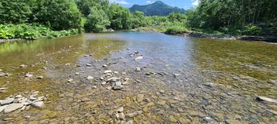 Экологи не нашли горбушу в сахалинских нерестовых реках