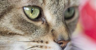 Одиночество – не помеха: топ-6 самых независимых пород кошек