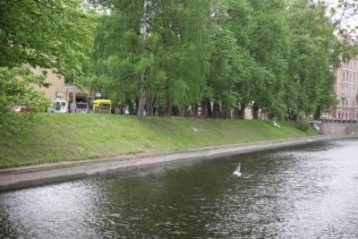 Трава на набережной в Петербурге превратилась в сено