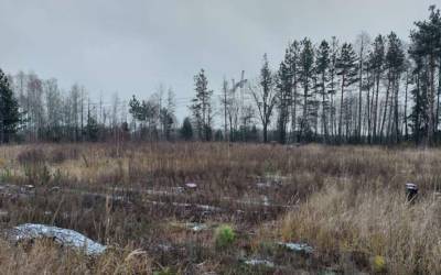 На Киевщине работники госпредприятий вырубили леса на 13 миллионов