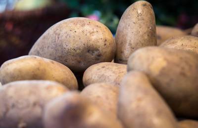 Качество картофеля ухудшается из-за дождей