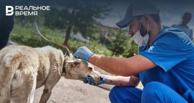 В субботу в поселок Казани приедет мобильный пункт бесплатной вакцинации и стерилизации собак