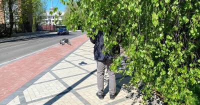 «Зелёные насаждения — как небритые мужики»: Дятлова поручила обрезать мешающие пешеходам ветки