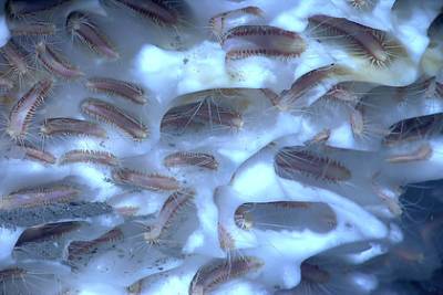 Миллиарды загадочных безглазых червей выползли из ледников в горах
