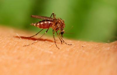 Из-за укуса комара человек может оказаться в больнице. Врач рассказал, в каких случаях такое бывает