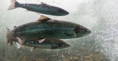 В Норвегии обеспокоены вторжением "русского лосося" в местные реки